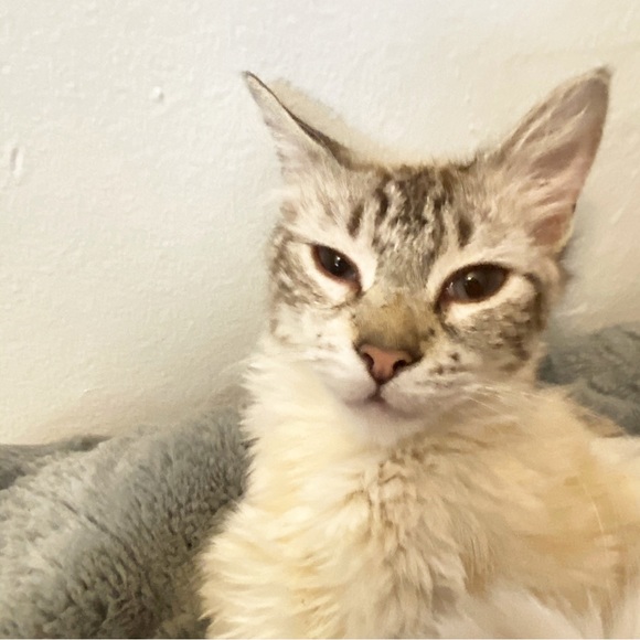 Meet your Posher, Gina - Picture 4 of 6